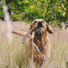 Beco Hemp Rope with Ball on Loop