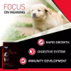 Drools Focus Super Premium Dry Dog Food 100G sample pack
